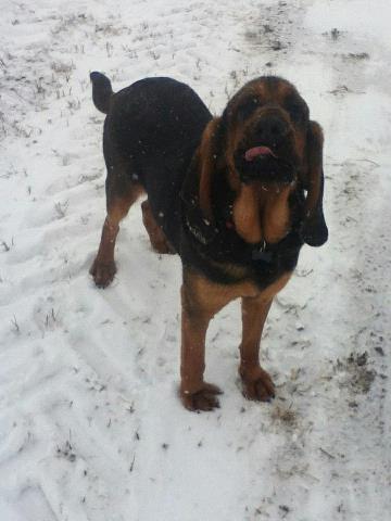 Massive Gus Daffer