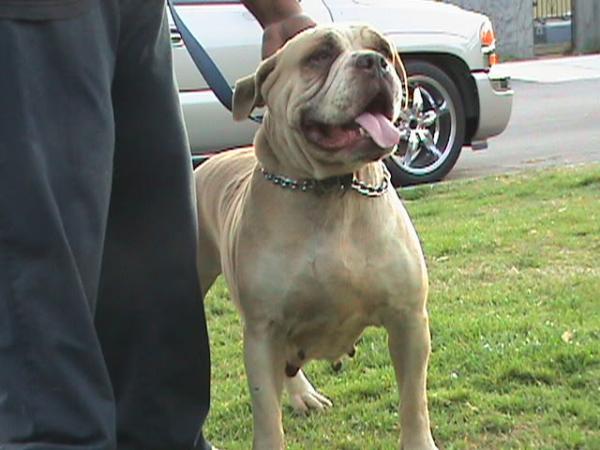 LSK's Goldie