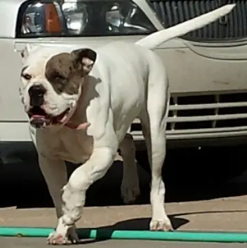 PTA's Lola