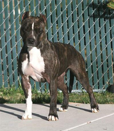 Larums's Phantom Pakin the Power