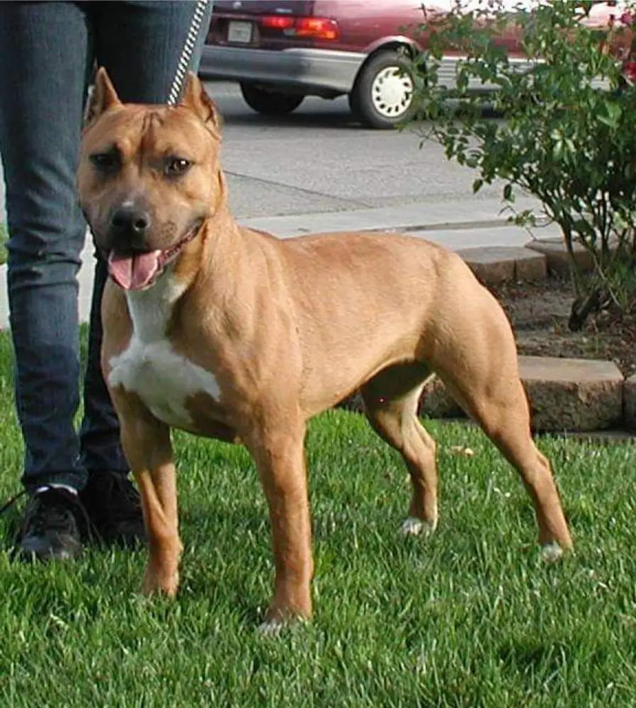 LCalderon Larum's Laramie Lacy