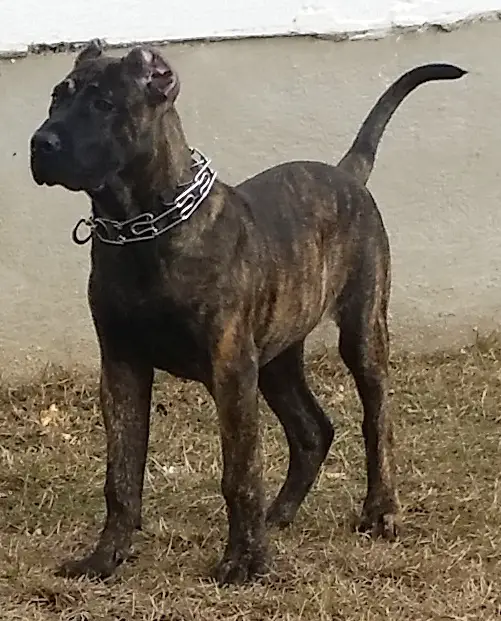 Cerberus de Imperium Presa