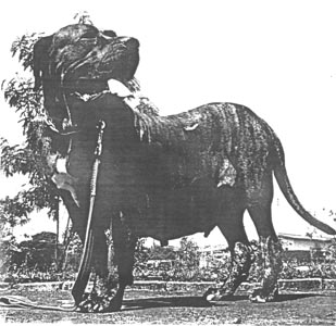 Aruska de Katragena 