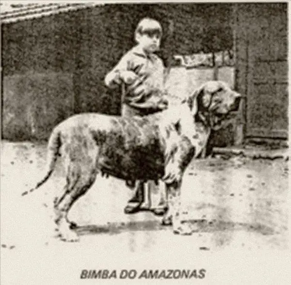 Bimba do Amazonas