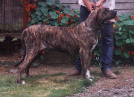 Cee Cee do Cerberus