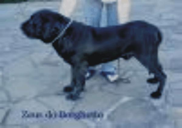 Zeus do Borghetto