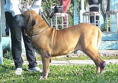 Tocha DJ do Bronquinha