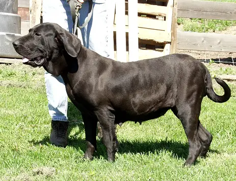Java da Bracatinga