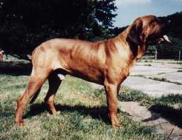 Eshabeta´s New Dog