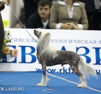 Zholesk Dzhoker