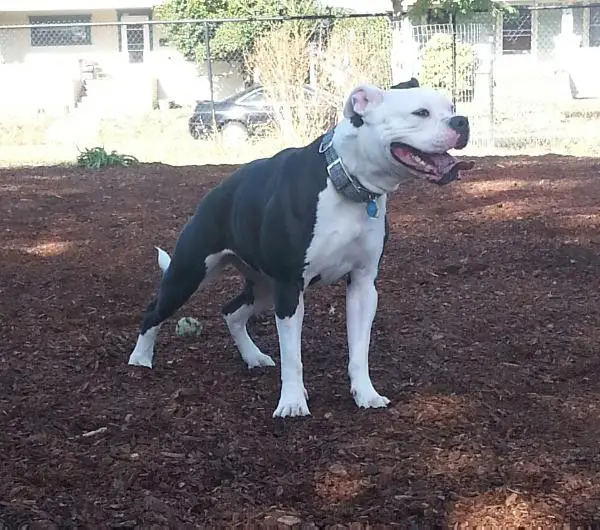 Bolla of Sumner's Bulldogs