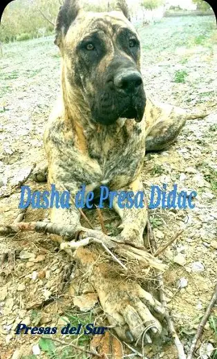 Dasha de Presa Didac