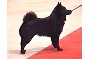 Magisters Minette