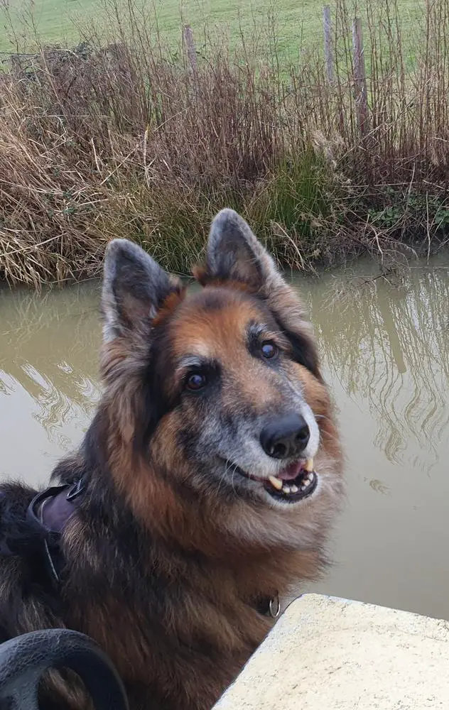 Kenquince Betelgeuse