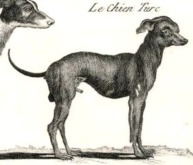 Turkish Hairless (c.1770)