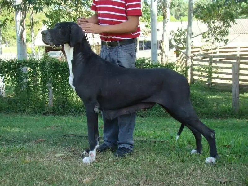 Balisa Von Kayser Drache