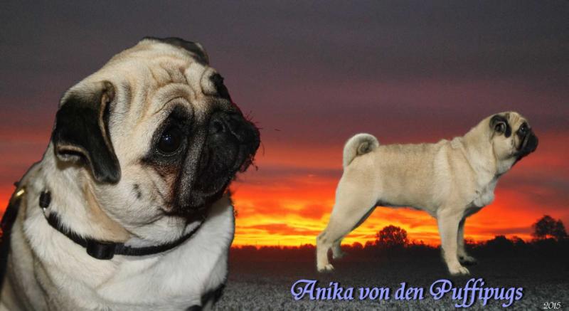 Anika von den Puffipugs