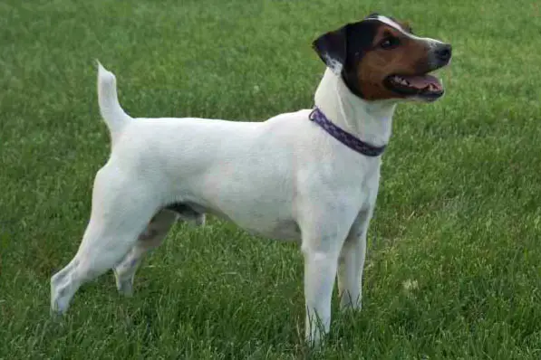 Cher Car's Rawhide