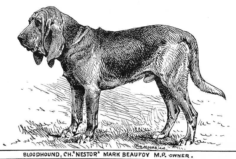 Nestor (1879) KCSB 11078