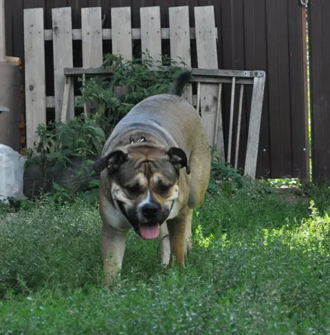Hekate's Sacred Dogs Favn