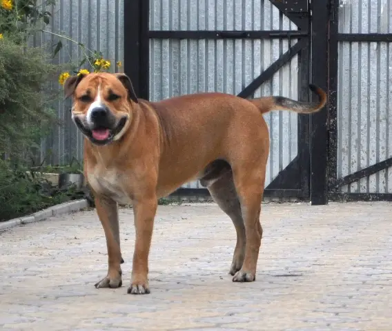 Hekate's Sacred Dogs Minotavr