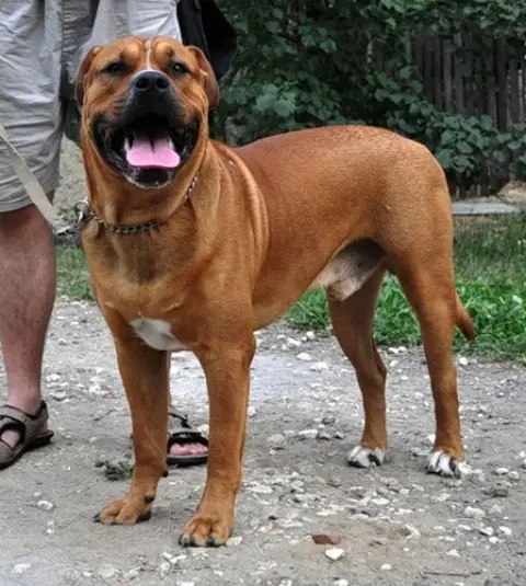Hekate's Sacred Dogs Oberon