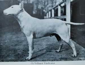 Velhurst Vindicator