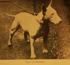 Tom's of Ormandy