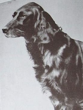 Rheola Didona