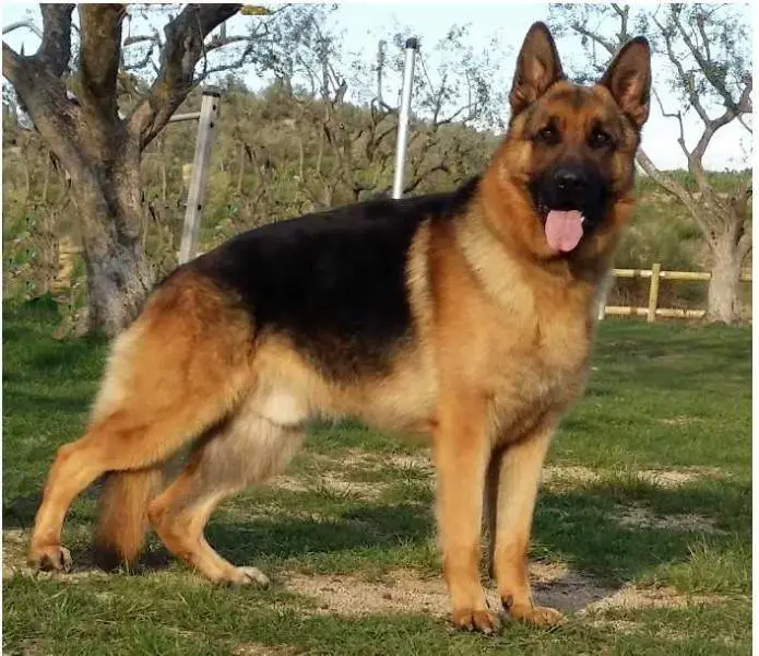 german shepherd big