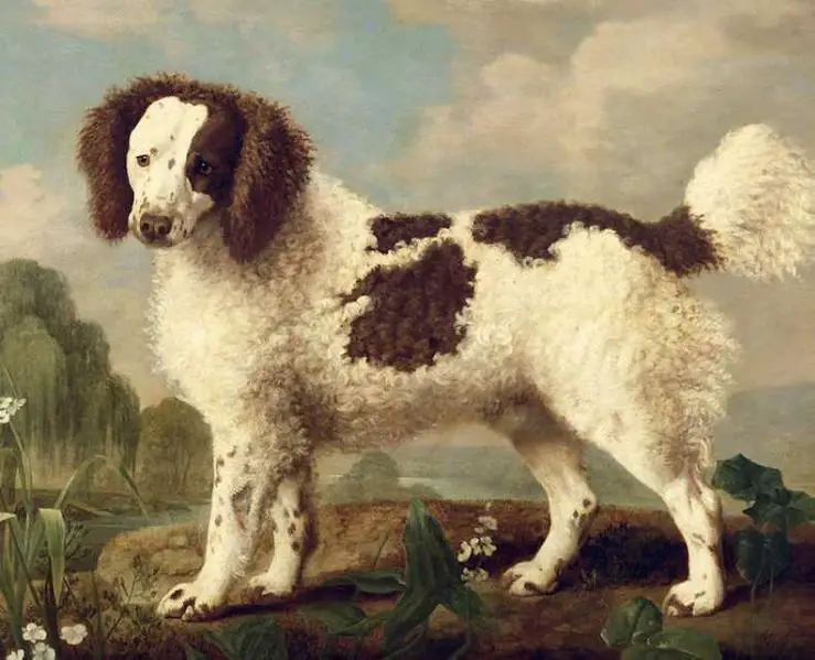 Brown White Norfolk (c.1800) [Norfolk Spaniel]