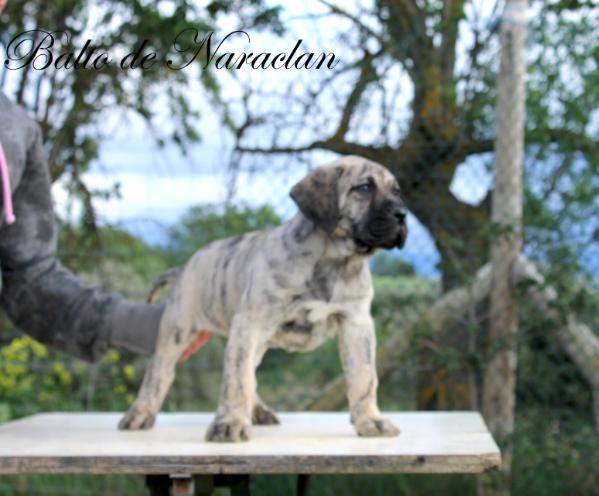 Balto de Naraclan