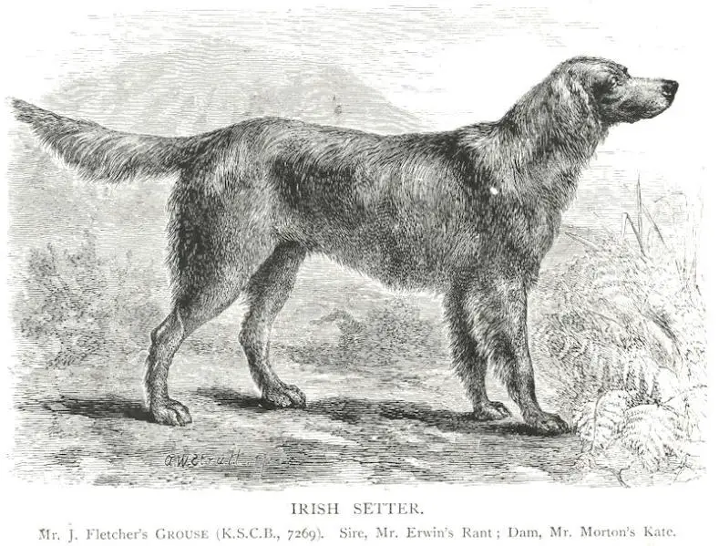 Grouse (c.1880) [Mr. J. Fletcher's]