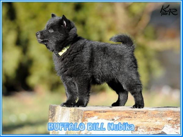 Buffalo Bill Nubika