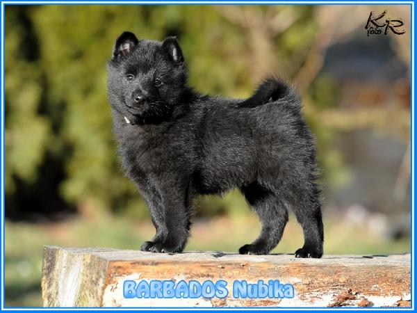 BARBADOS Nubika
