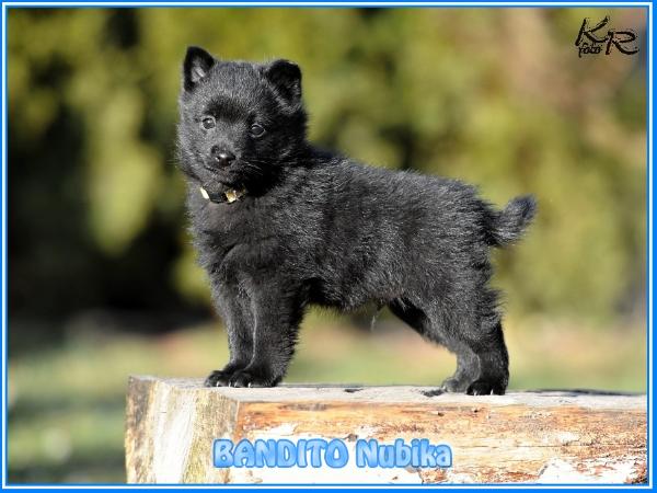 BANDITO Nubika
