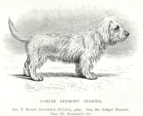 Shamrock [Rev. T Mosse's] (c.1897)