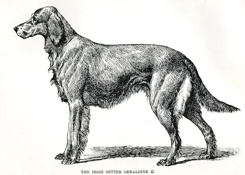 Geraldine 2nd (1887) 24827