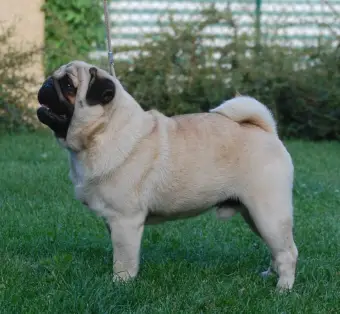 Gnocci Pug Otakon