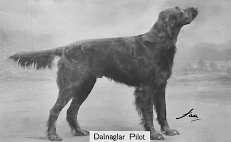 Dalnaglar Pilot