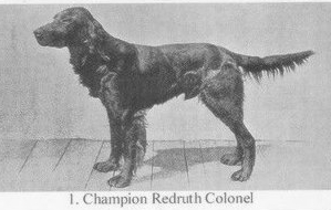 Redruth Colonel