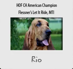 Flessner's Let it Ride