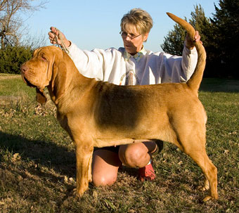 Sherick's Dakota Honey of a Chance