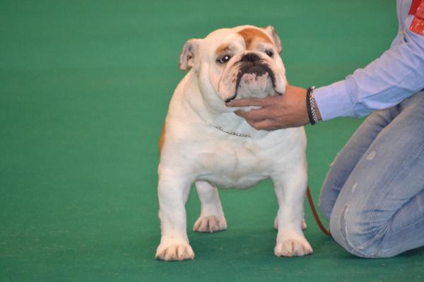 BOY La chata order in the ring