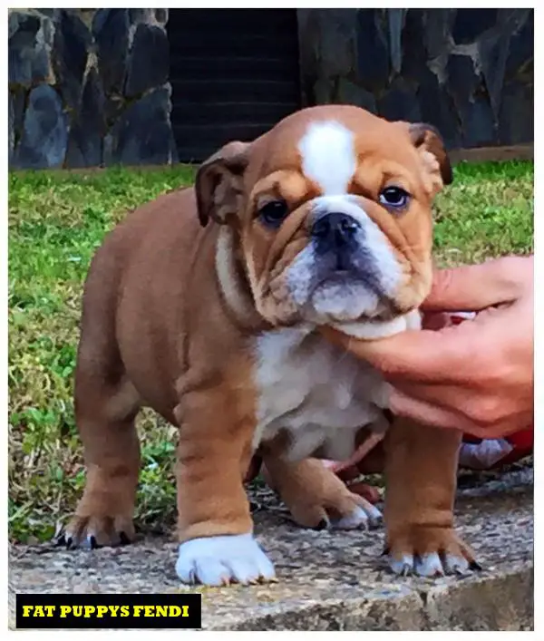 Fat Puppys Fendy