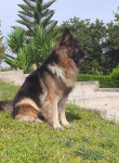 Felix-III