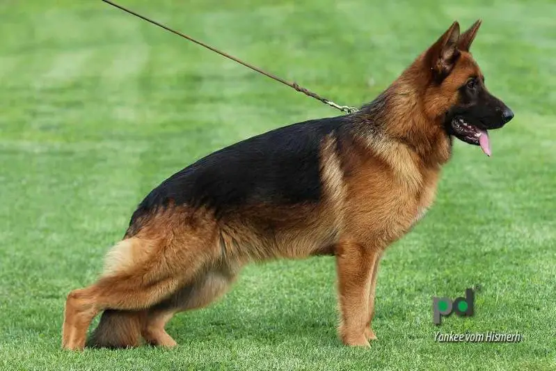 breed yankee dog