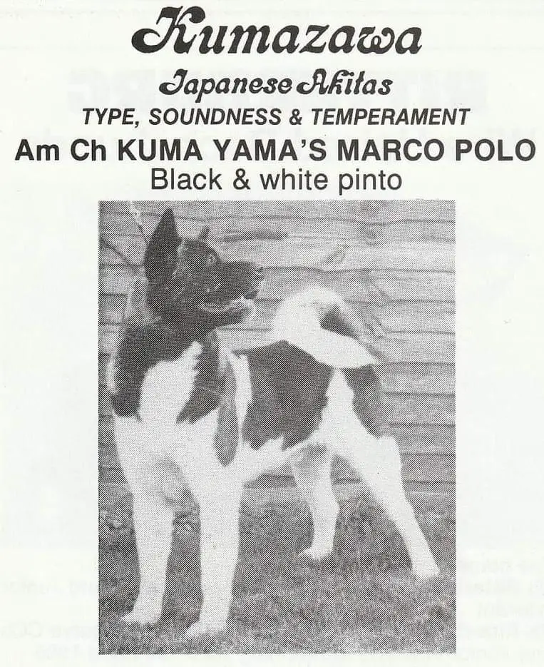 Kuma Yama's Marco Polo