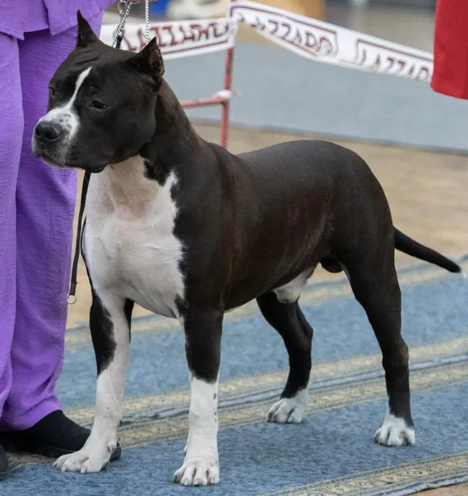 LUXSTORI AST HOUSE READY SET GO