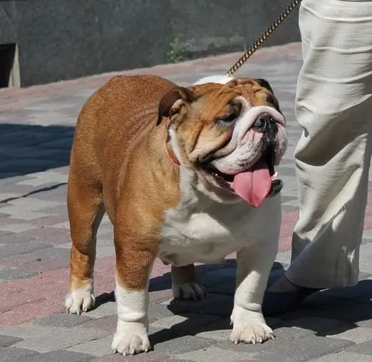 Emerald- Queen Julibulldogs